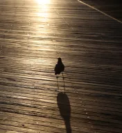Atlantic City Boardwalk