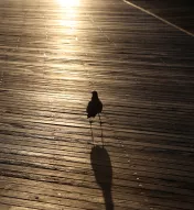 Atlantic City Boardwalk